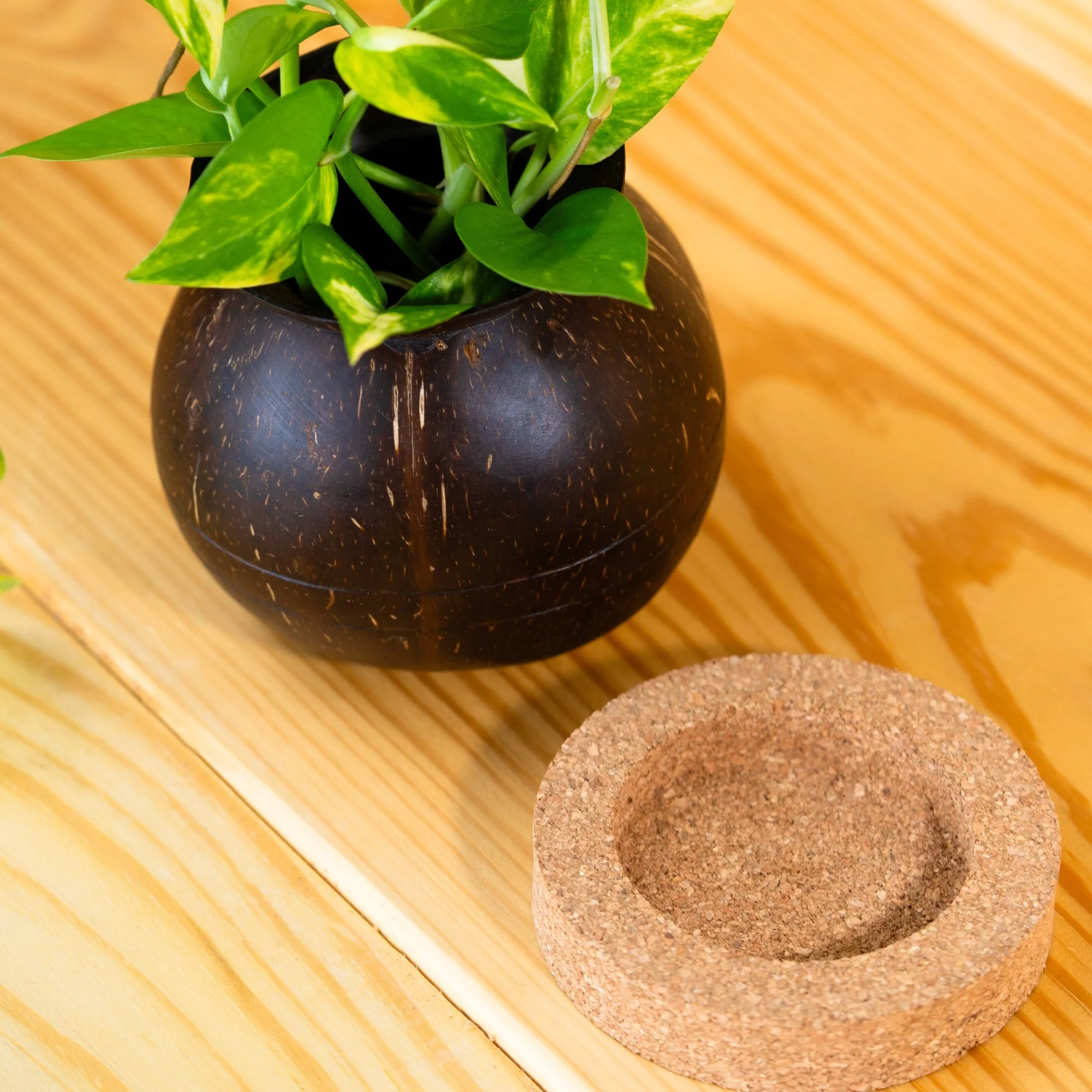 Coconut Shell Pot Shaped Planter Pots | For Small Plants (Set of 1) - Image 7