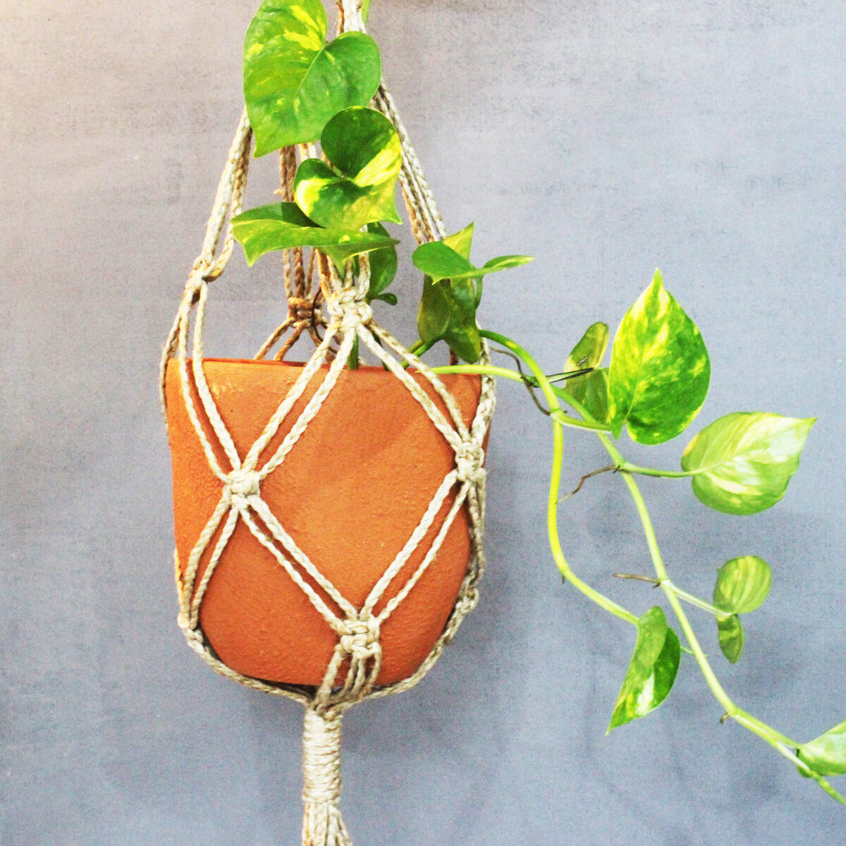 Cone Classic Terracotta Planters Set of 3 (Large,Medium,Small) - Image 16