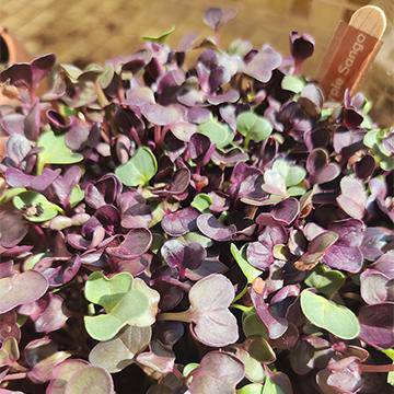 DIY Microgreens Seeds Kit - Image 6