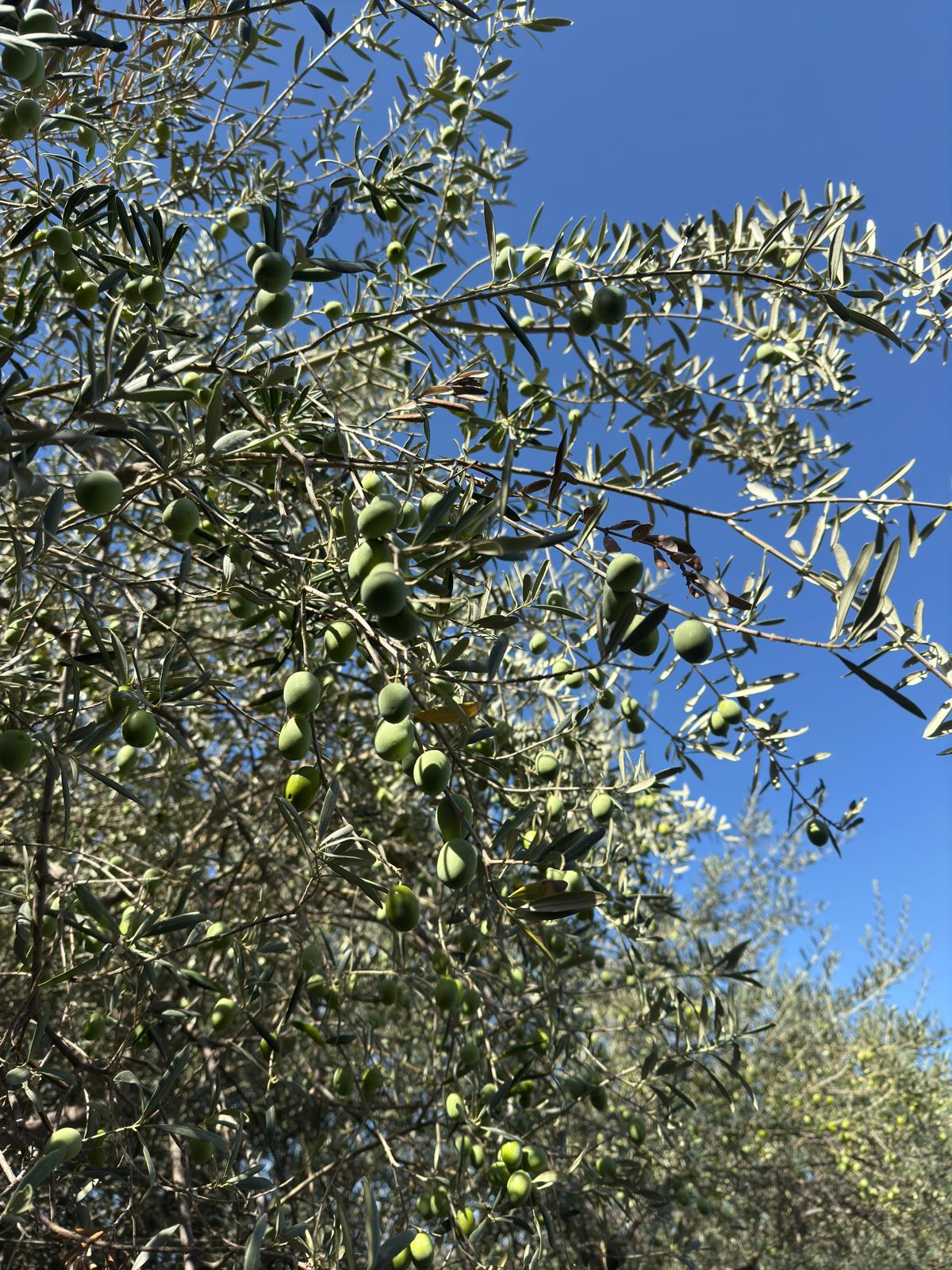 Extra Virgin Olive Oil – Cold Pressed, 100% Natural & Healthy Cooking - Image 4