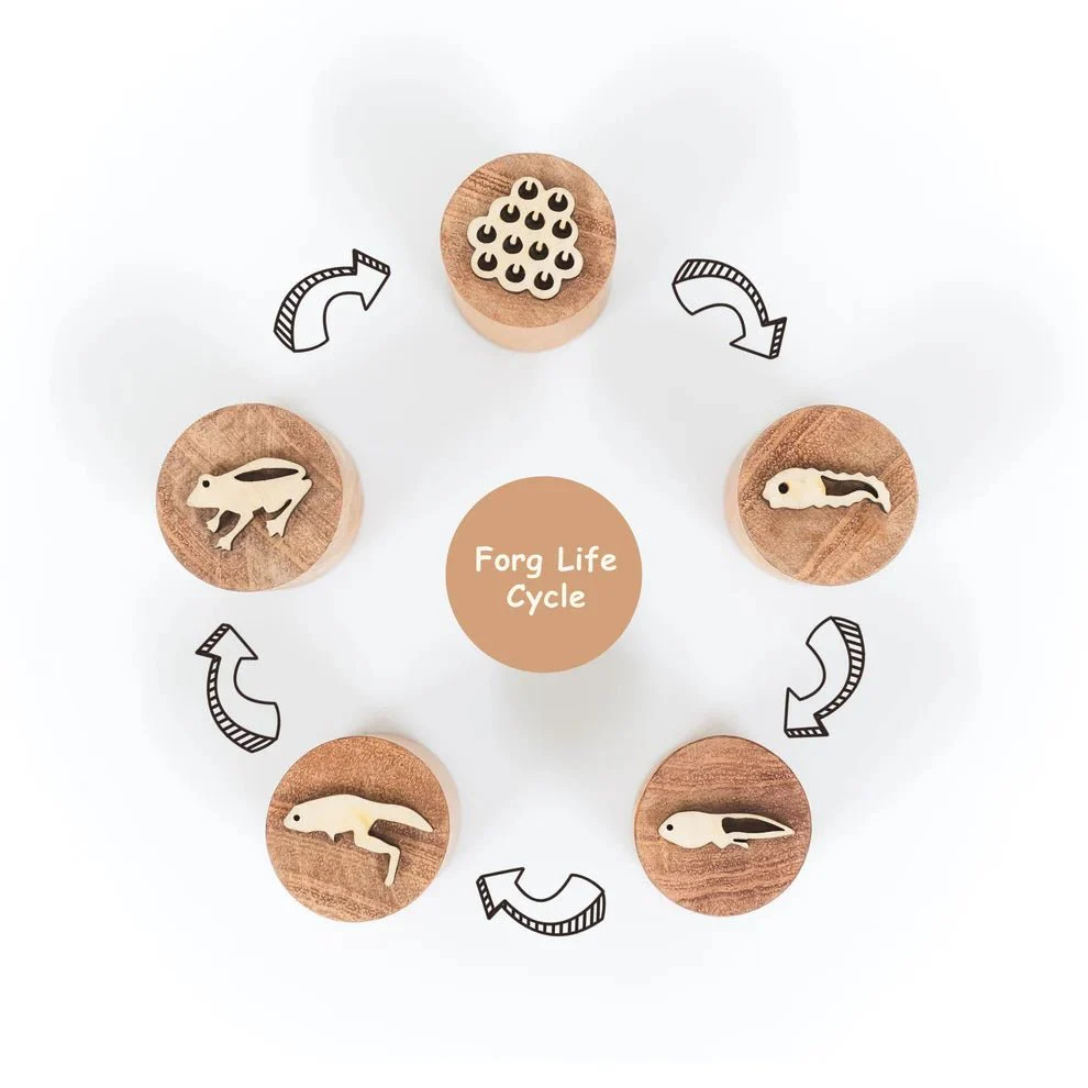 Wooden Frog Stamp Set – Eco-Friendly Montessori Toy for Toddlers - Image 4