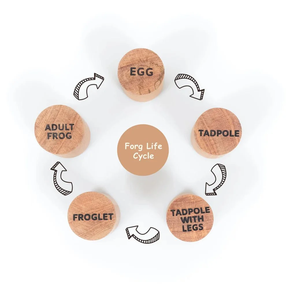 Wooden Frog Stamp Set – Eco-Friendly Montessori Toy for Toddlers - Image 5