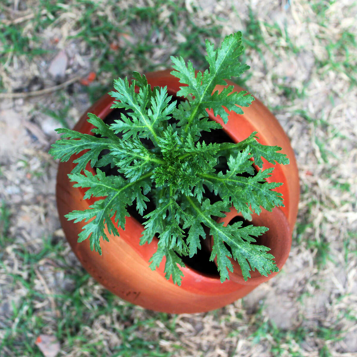GLO (L) Terracotta Planter with Deep Root Watering System- Set of 2 - Image 5