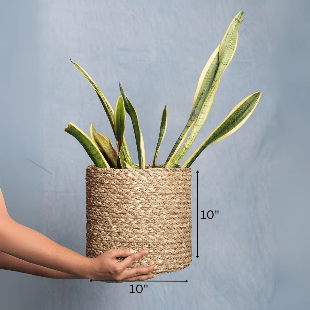 Handmade Sabai Grass Planter - Image 13