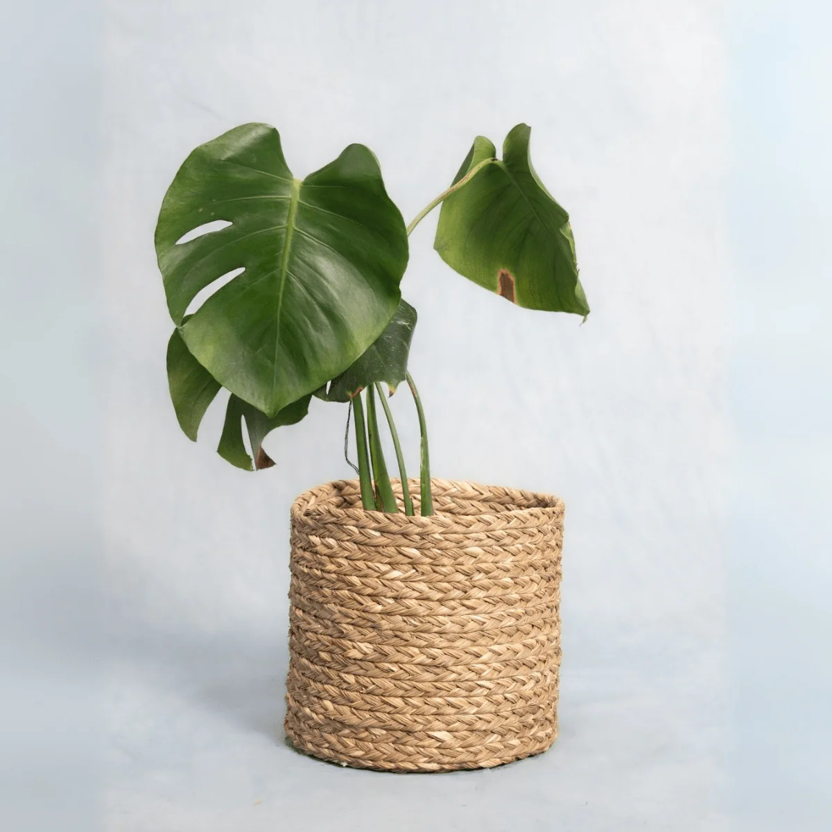 Handmade Sabai Grass Planter - Image 15