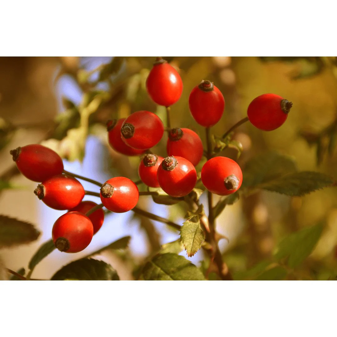 Jojoba Rosehip Bar- 110g - Image 4