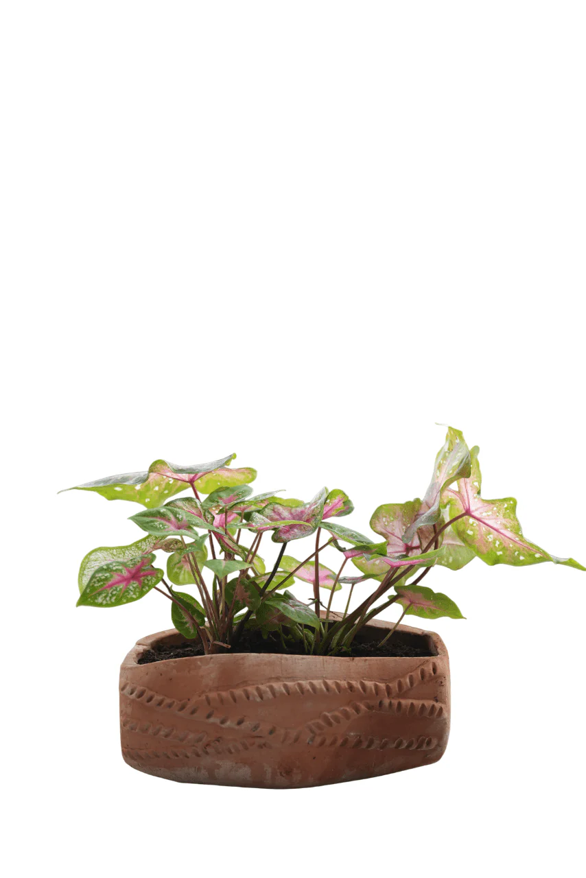 Dholak Beat Earthen Planter - Image 5