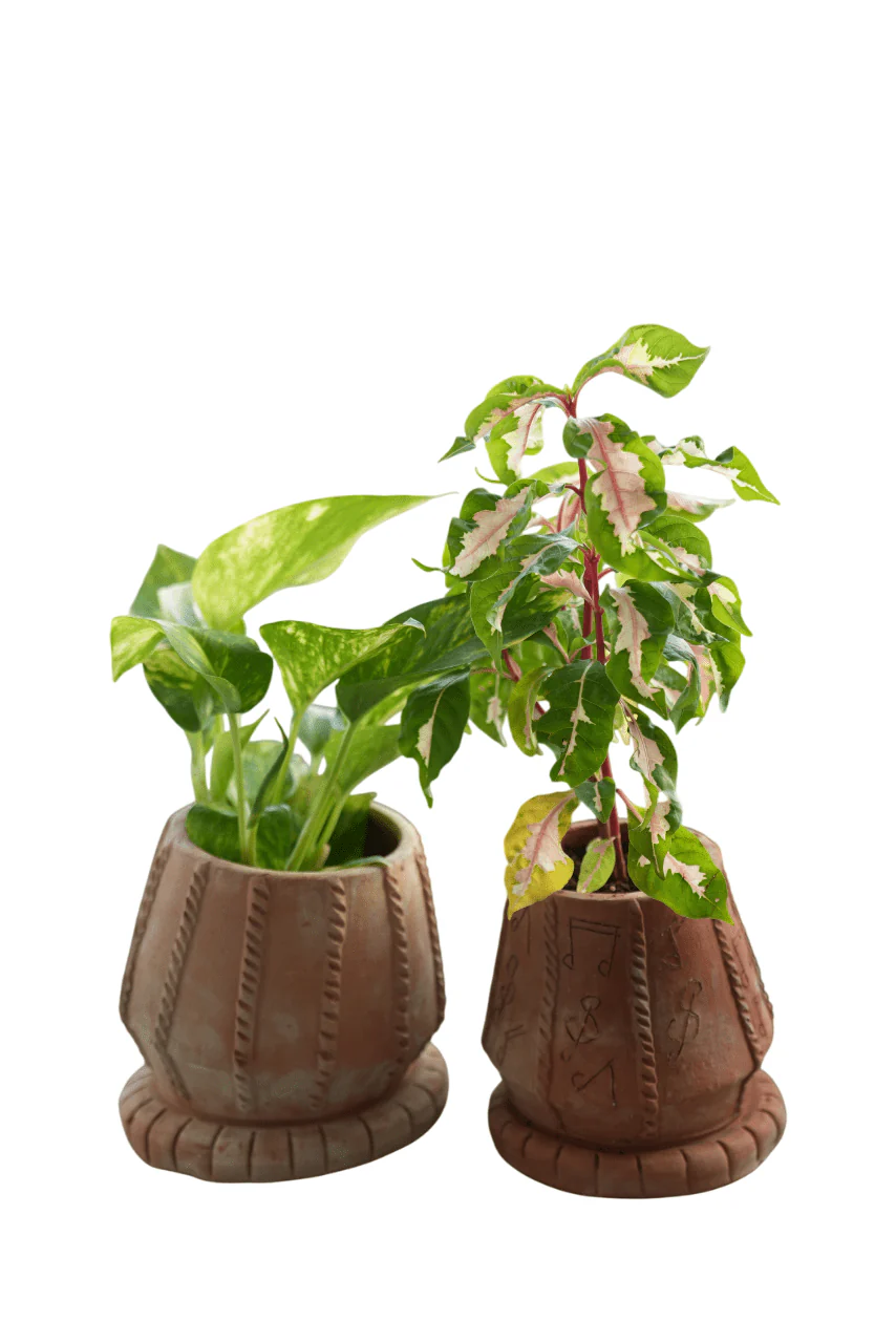 Tabla Taal Earthen Planter - Image 4