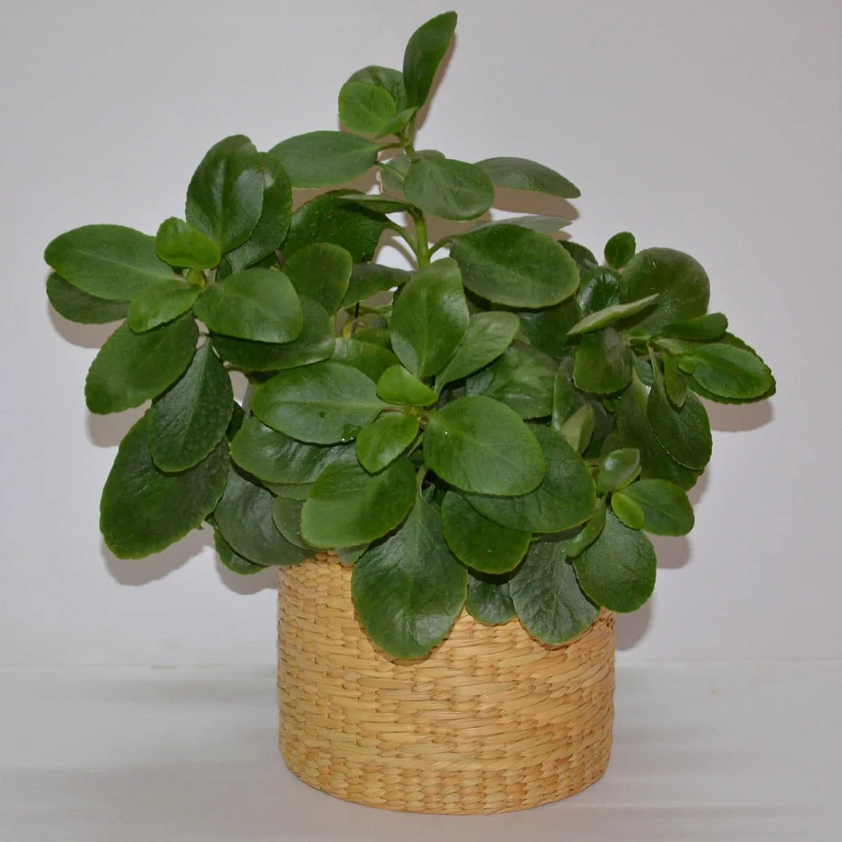 Lightweight Kauna Planter - Image 6