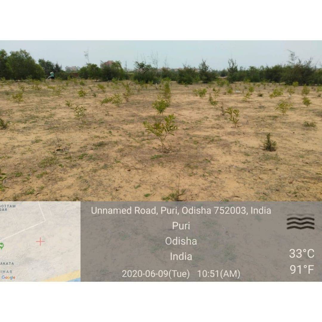 Plant A Tree - Get an eTreeCertificate - Image 10