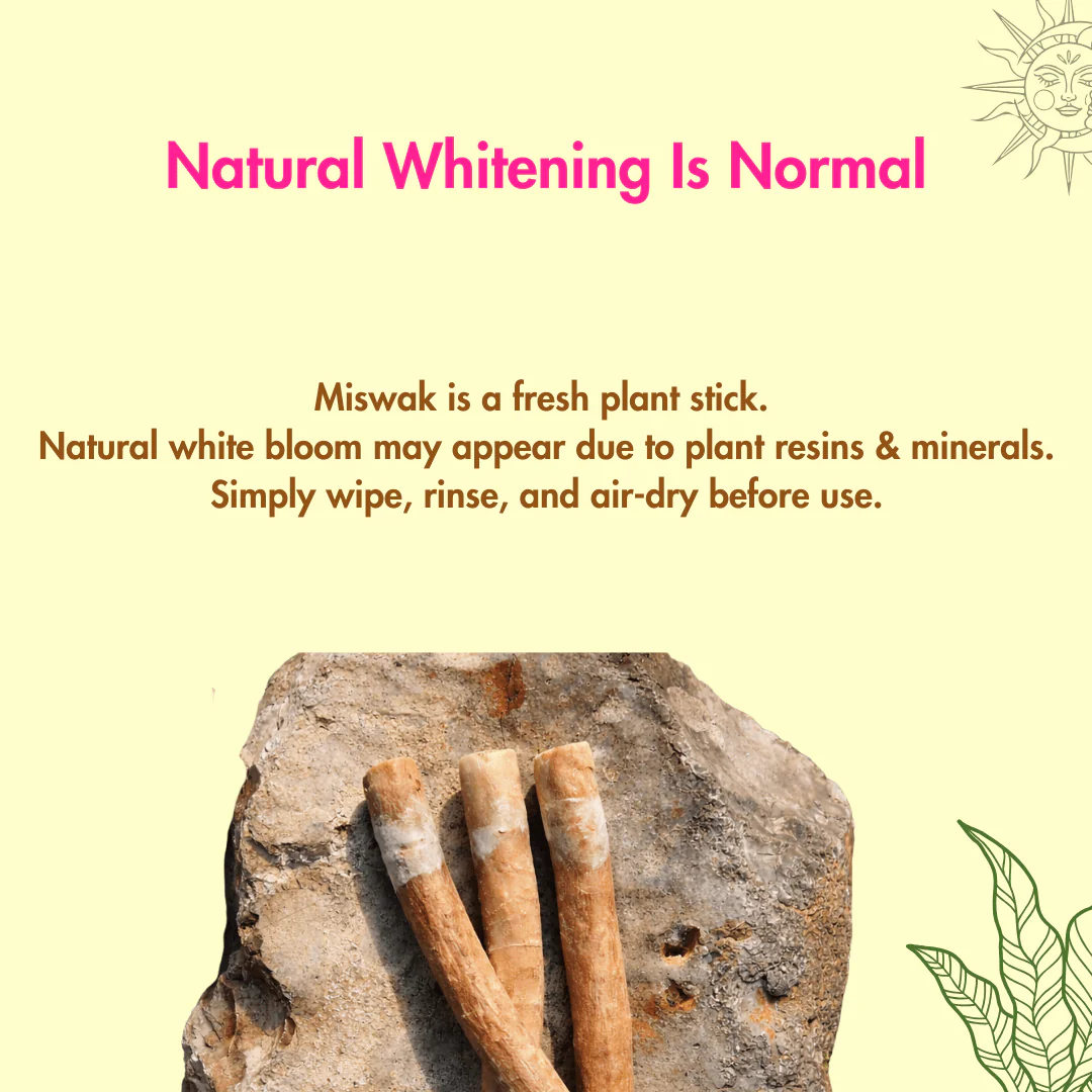 Natural Miswak Stick | Organic Datun  | Pack of 10 - Image 7