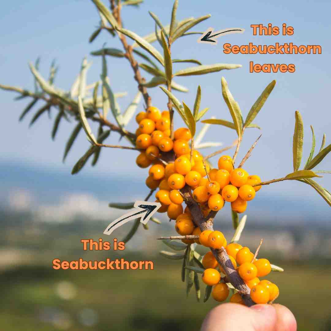 Sea Buckthorn Tea Leaves (40g) - Image 2