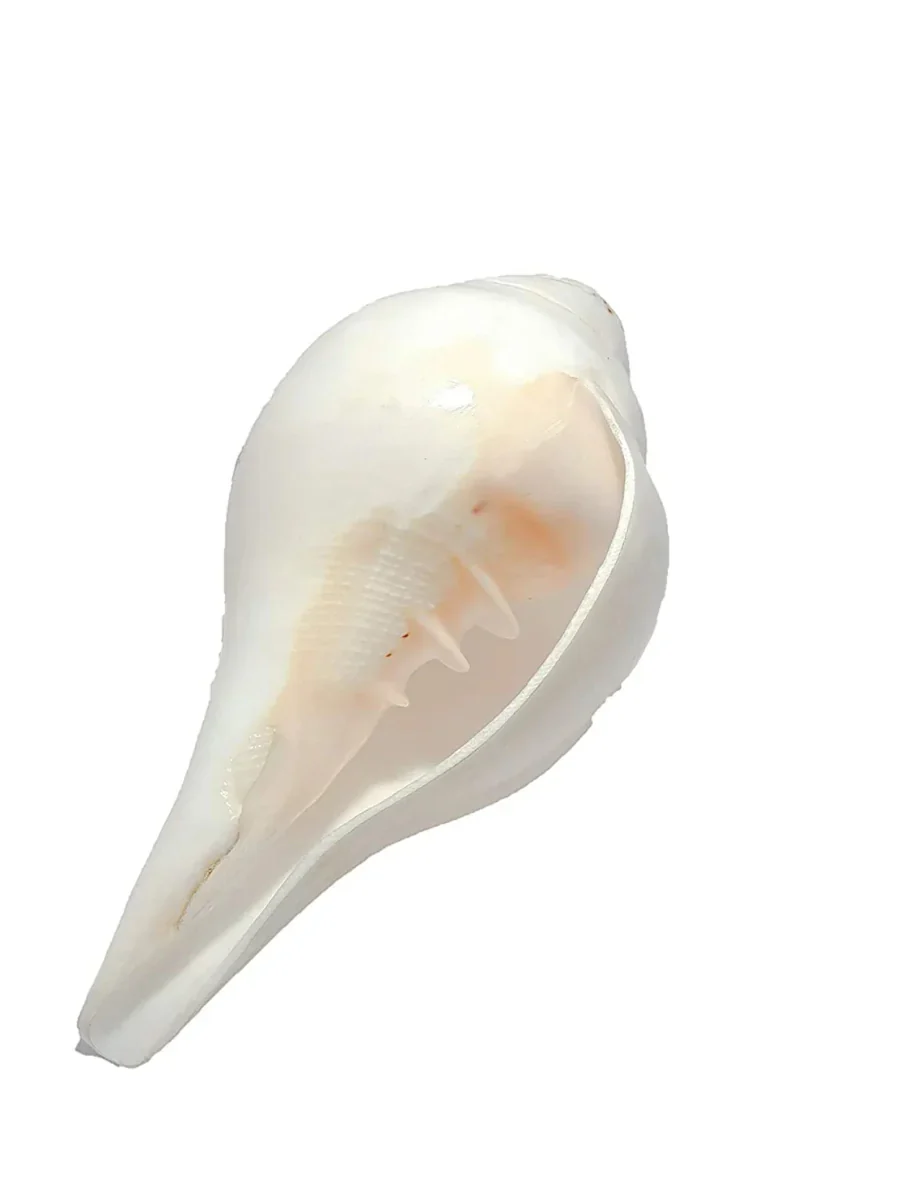 Shankha- The Facial Massager - Image 2