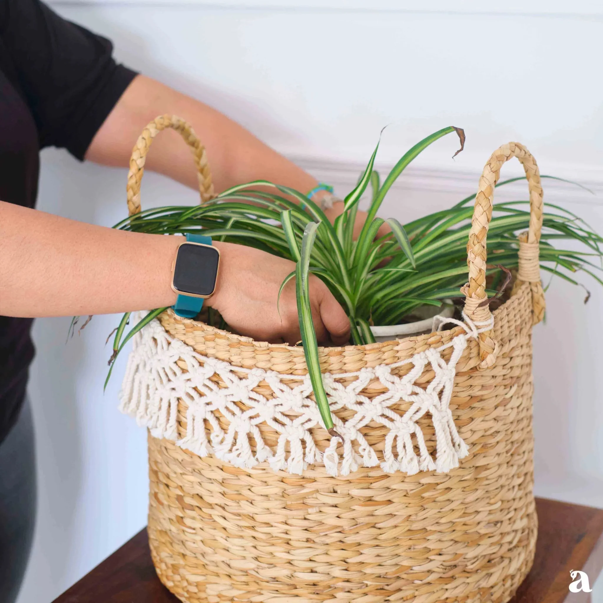 Shvetah Kauna Grass Planter | Handcrafted Eco-Friendly Plant Pot
